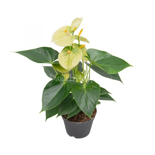 Anthurium Yellow