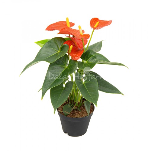 Anthurium