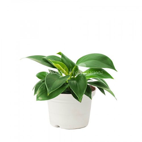 Philodendron Green Princess