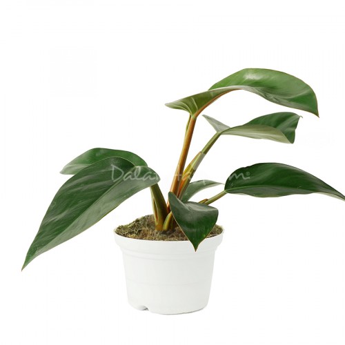 Philodendron Red Congo