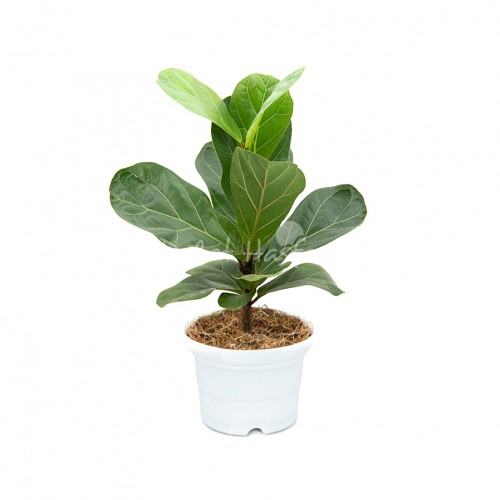 Ficus Lyrata Bambino