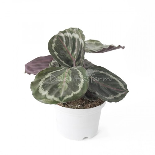 Calathea Camed