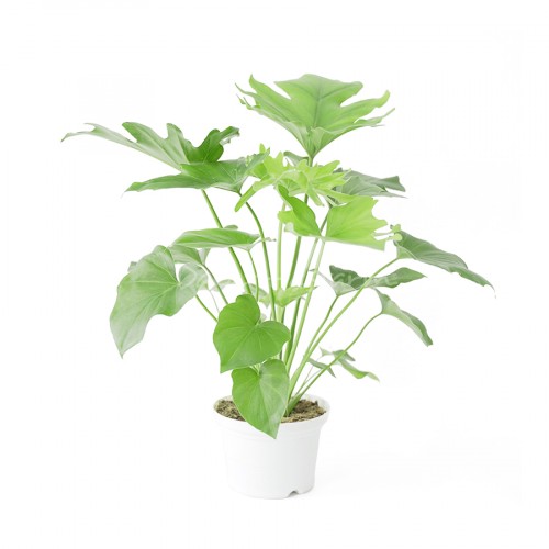 Philodendron Selloum