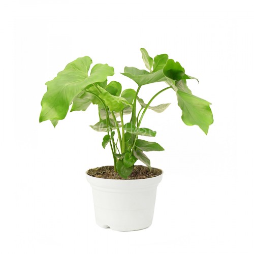 Philodendron Selloum