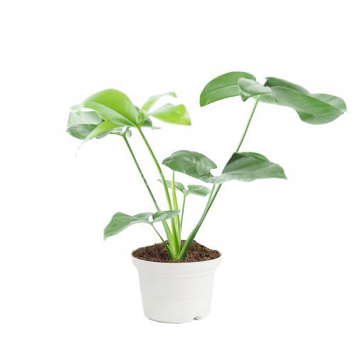 Philodendron Selloum