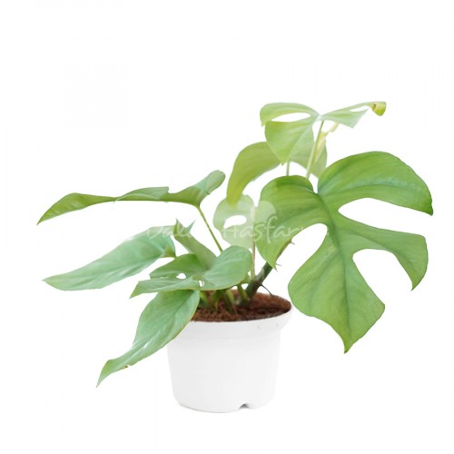 Philodendron Minima