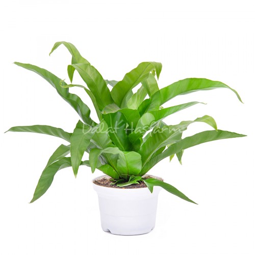 Japanese Bird Nest Fern