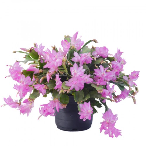 Schlumbergera – Light Pink