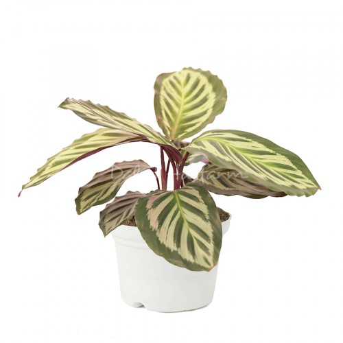 Calathea Bicajoux