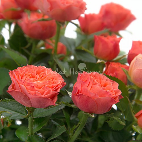 Hoa hồng trung - Cam đỏ