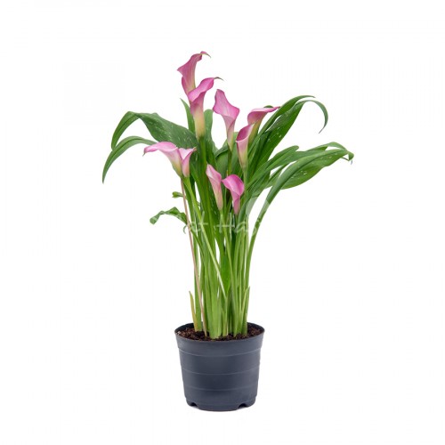 Calla Lily Pink