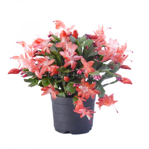 Schlumbergera – Orange