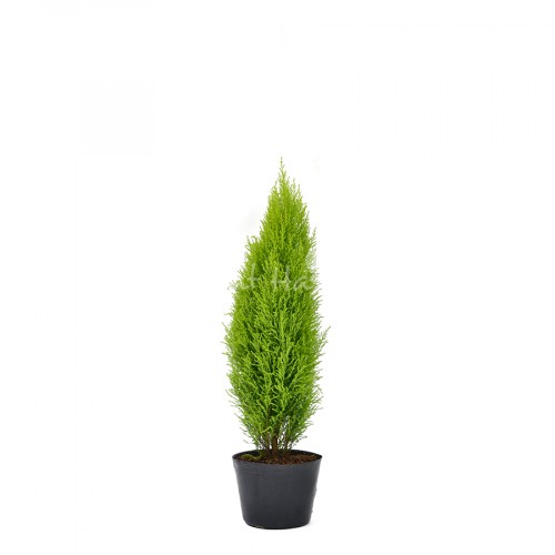 Cypress Medium Size