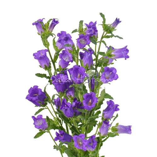 Campanula Blue