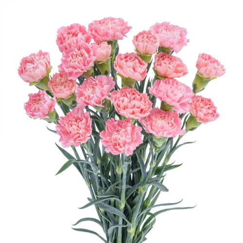 Carnation Cerisier