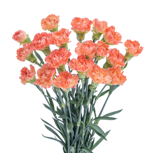 Carnation Fama