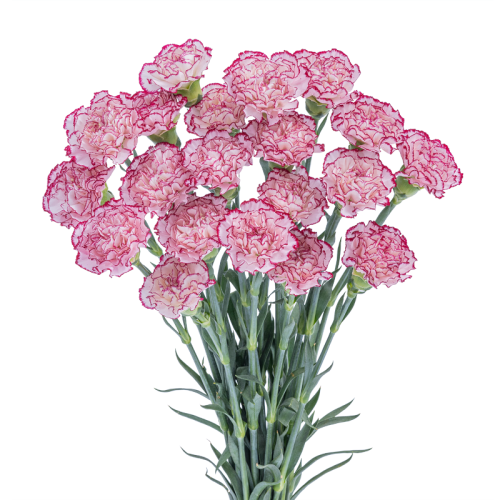 Carnation Perfect