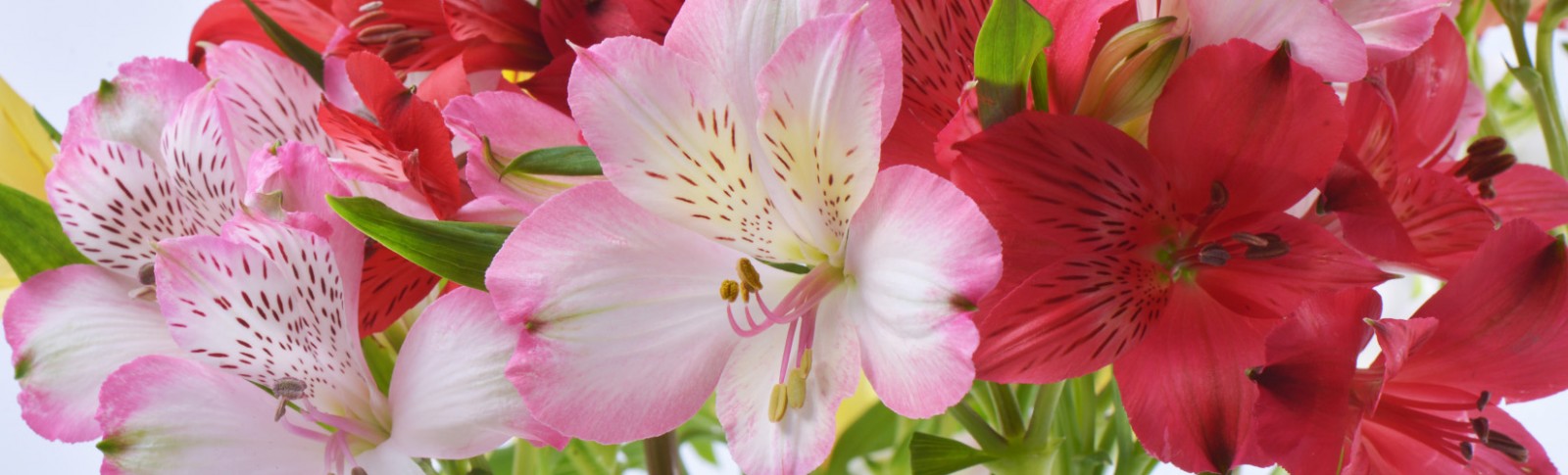 Alstroemeria