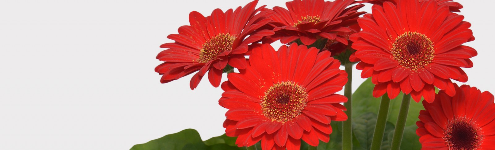 Gerbera