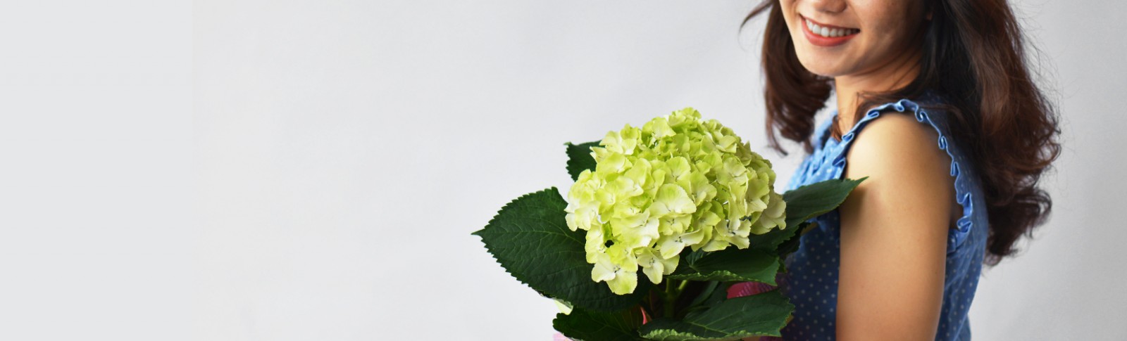 Hydrangea