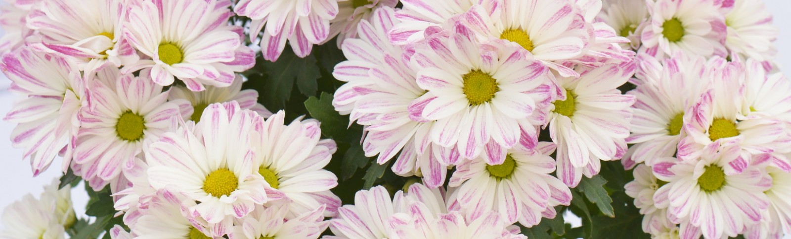 Chrysanthemum