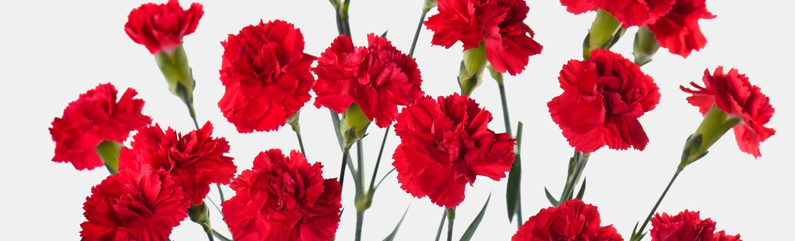 Spray Carnation