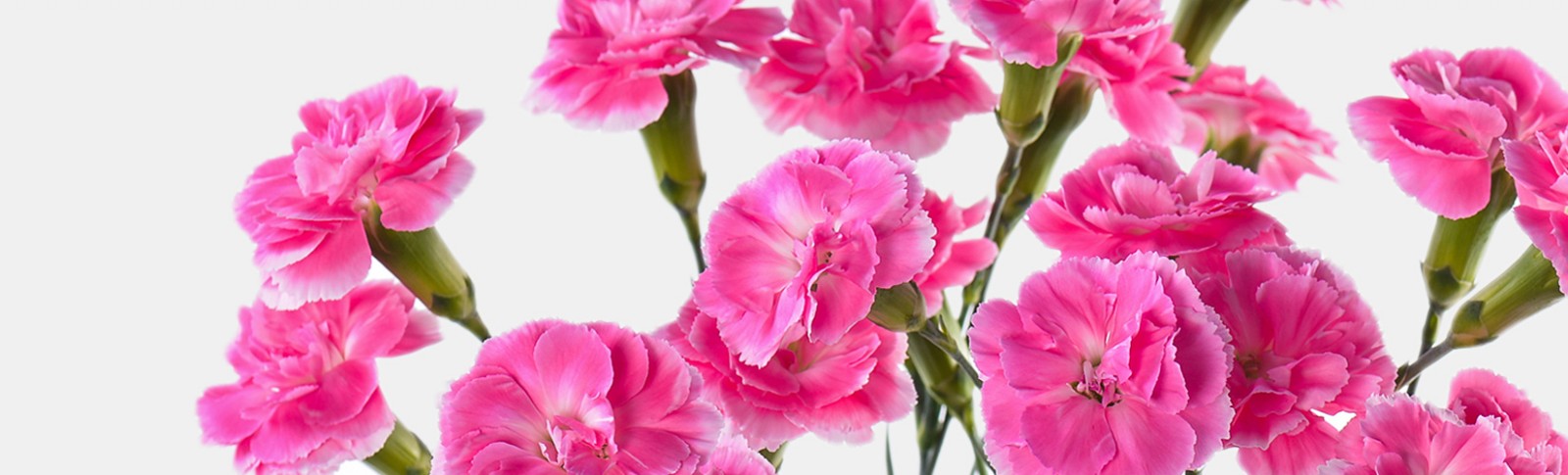 Spray Carnation