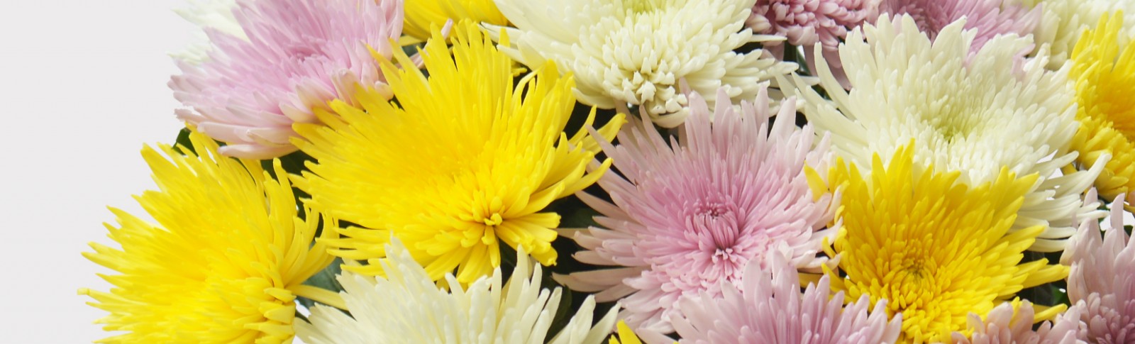 Standard Chrysanthemum