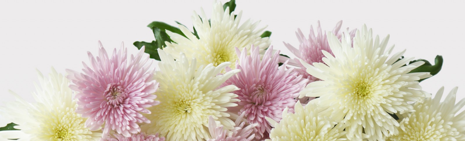 Standard Chrysanthemum