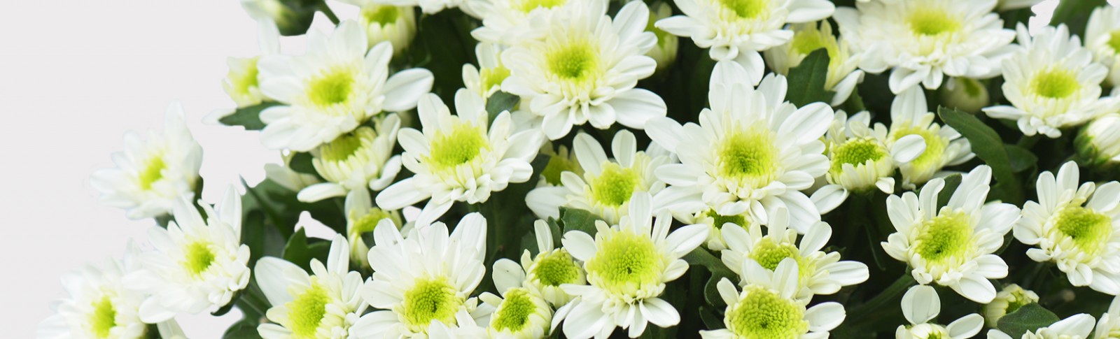 Spray Chrysanthemum