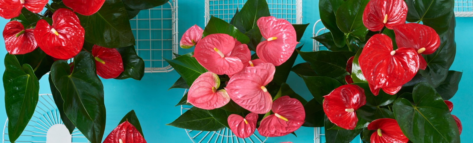 Anthurium