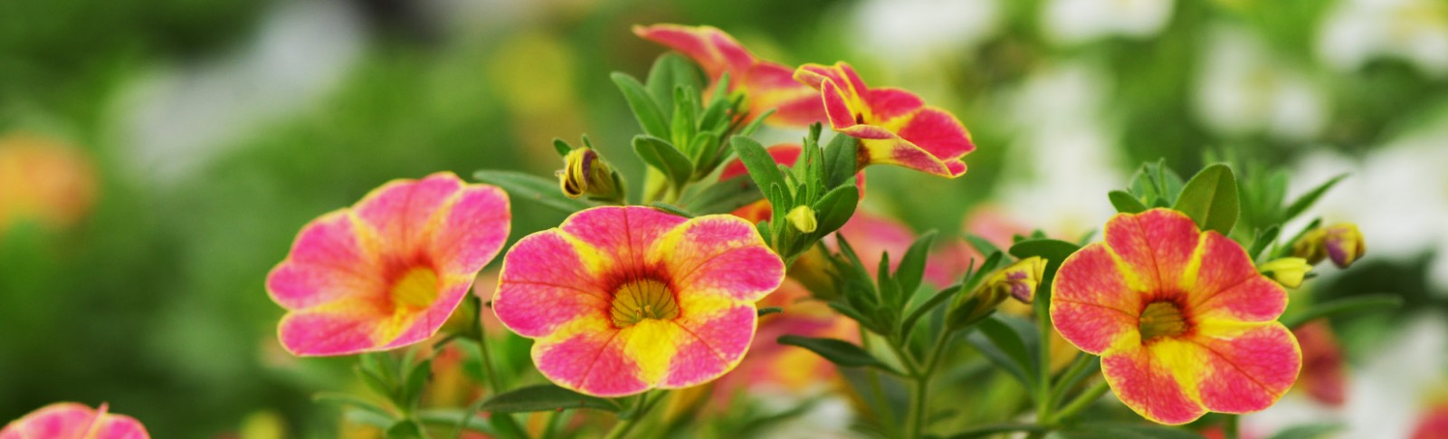 Calibrachoa