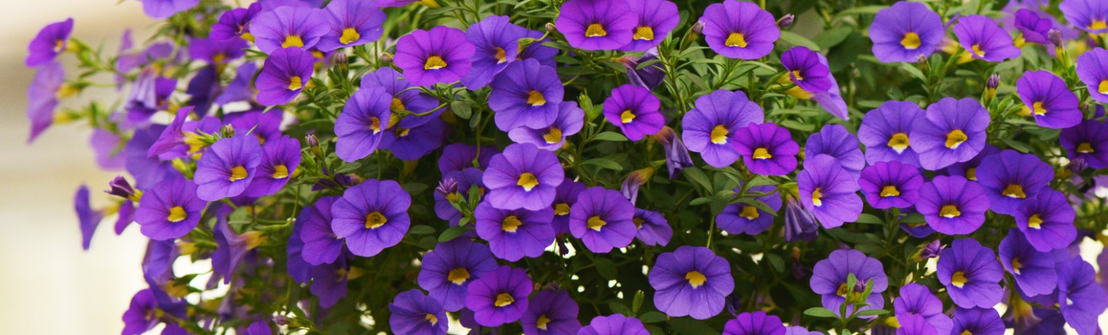 Calibrachoa