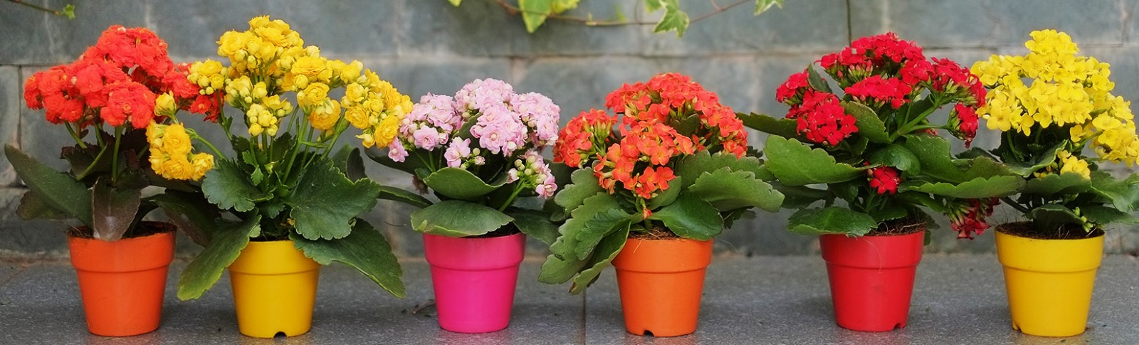 Kalanchoe