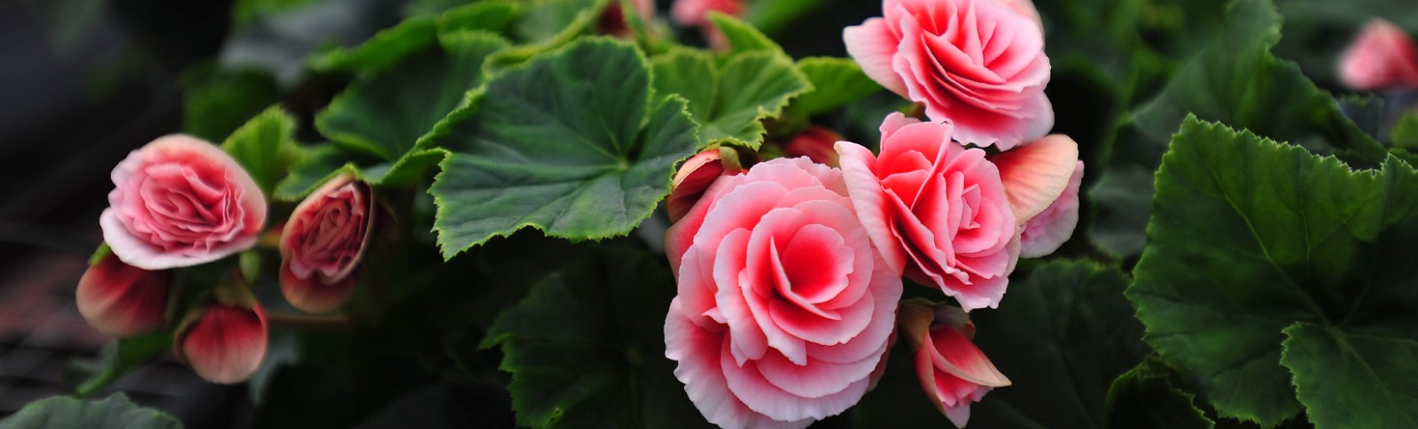 Begonia