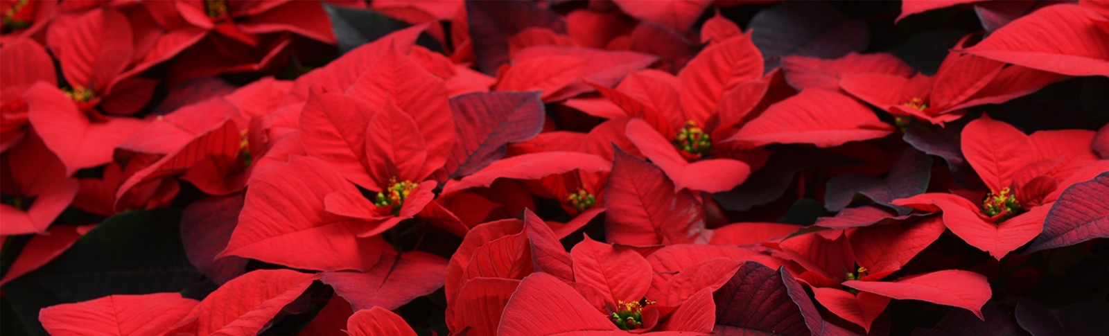 Poinsettia