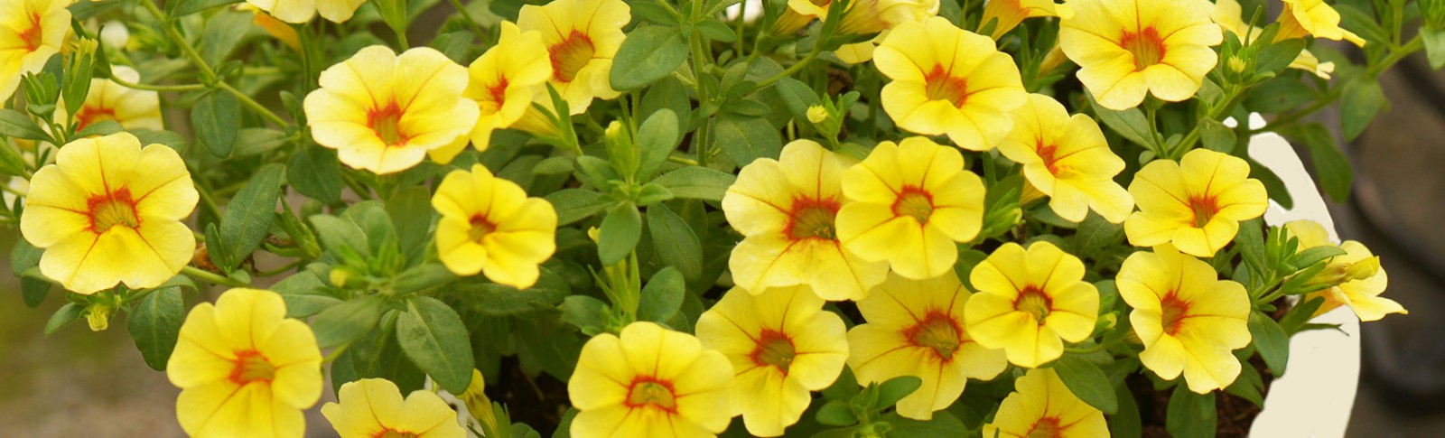 Calibrachoa