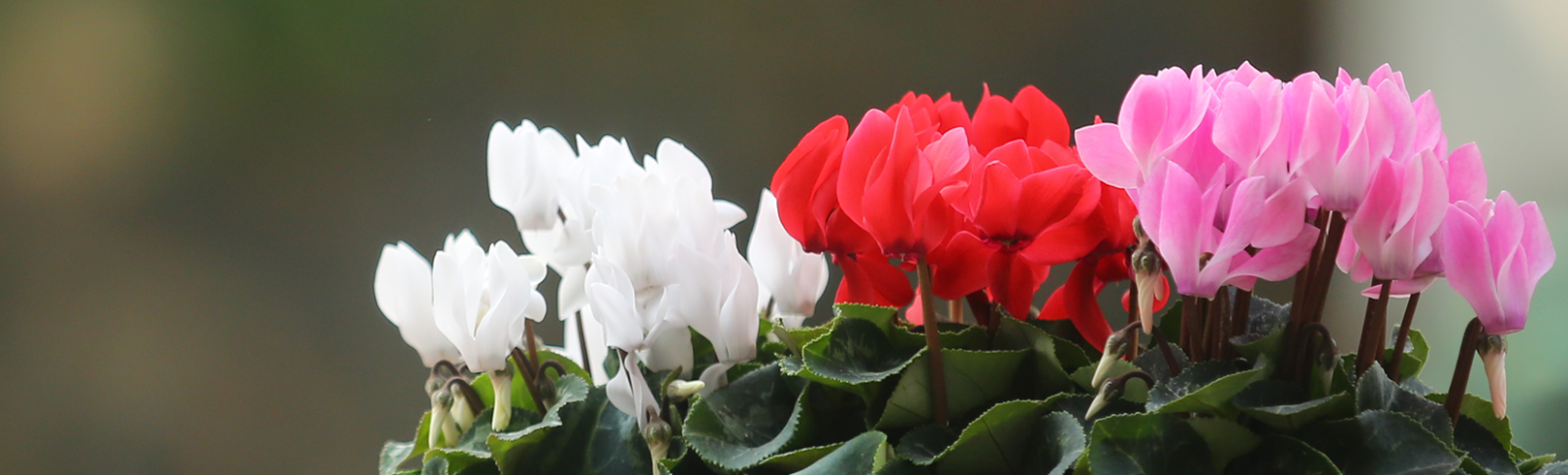 Cyclamen