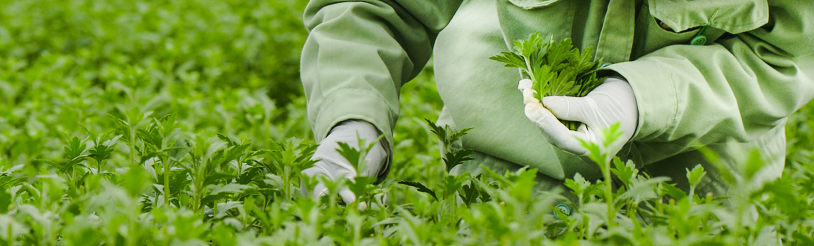 Young Plants