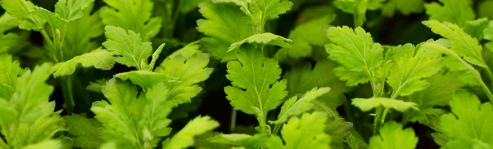 Young Plants