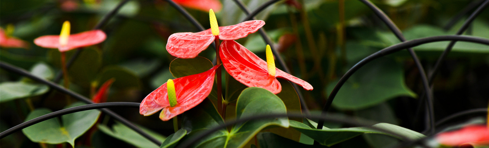 Pot Flower