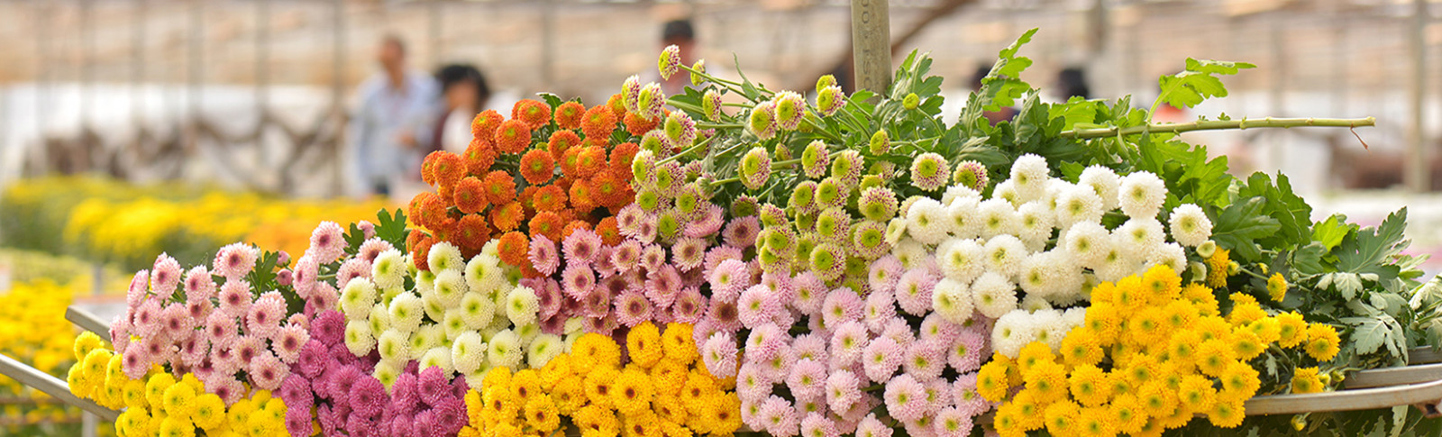 Sản phẩm