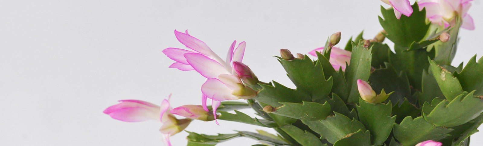 Schlumbergera