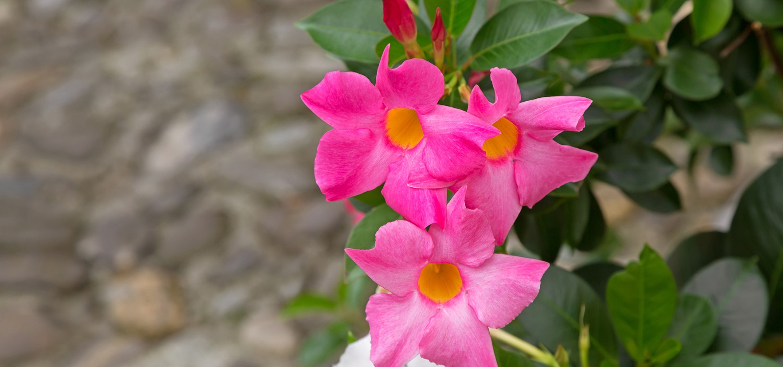 Mandevilla