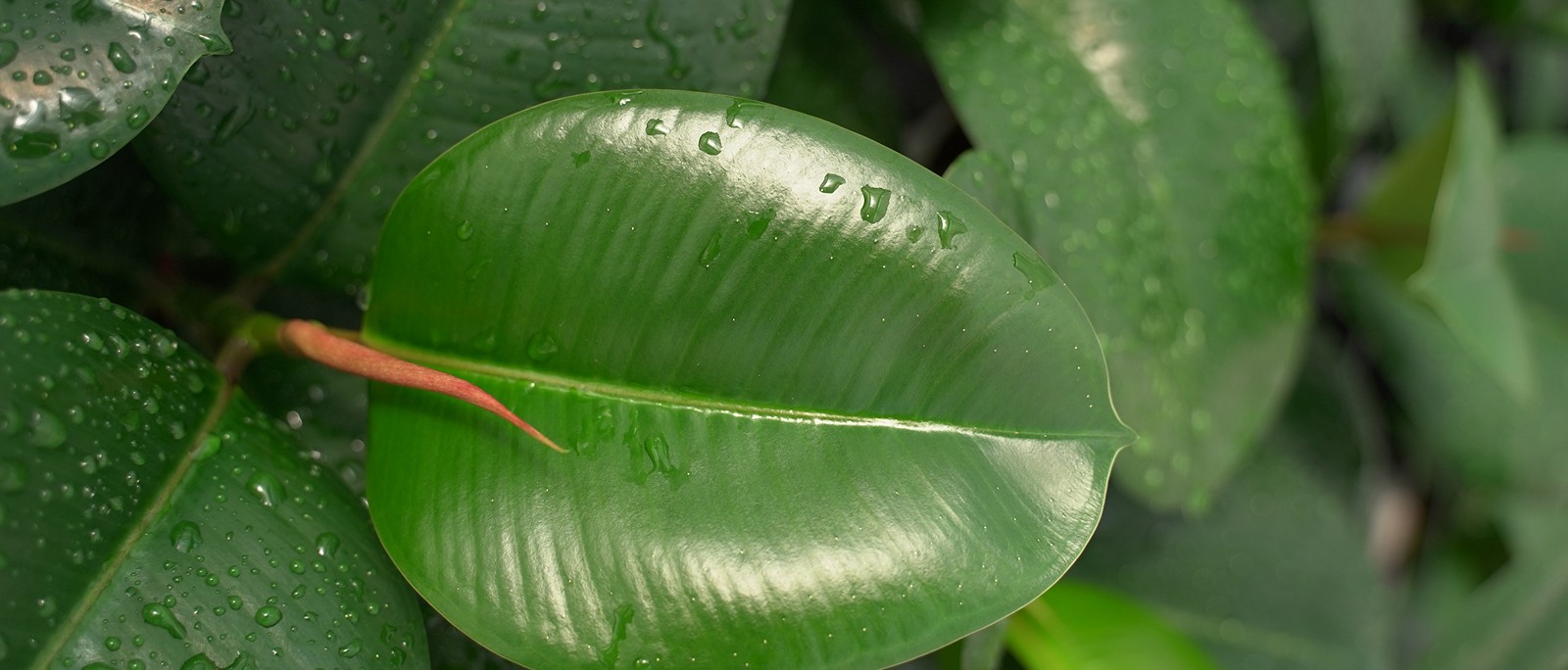 Green Plants