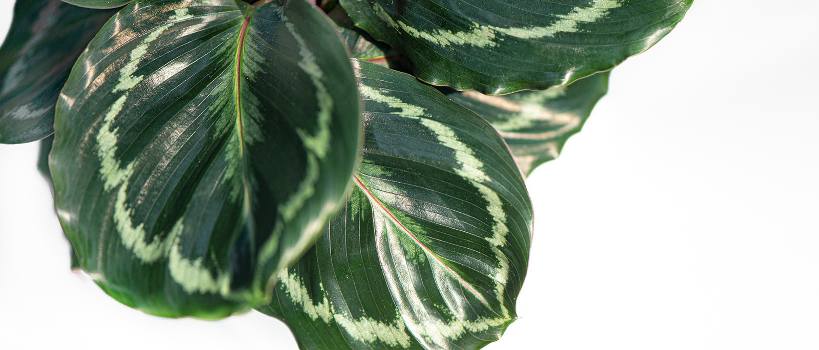 Calathea