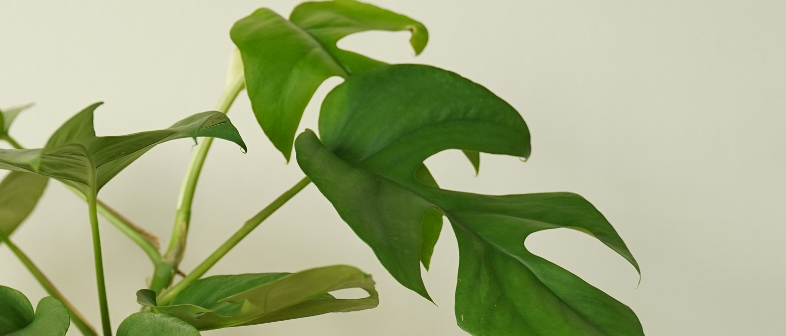 Philodendron Minima