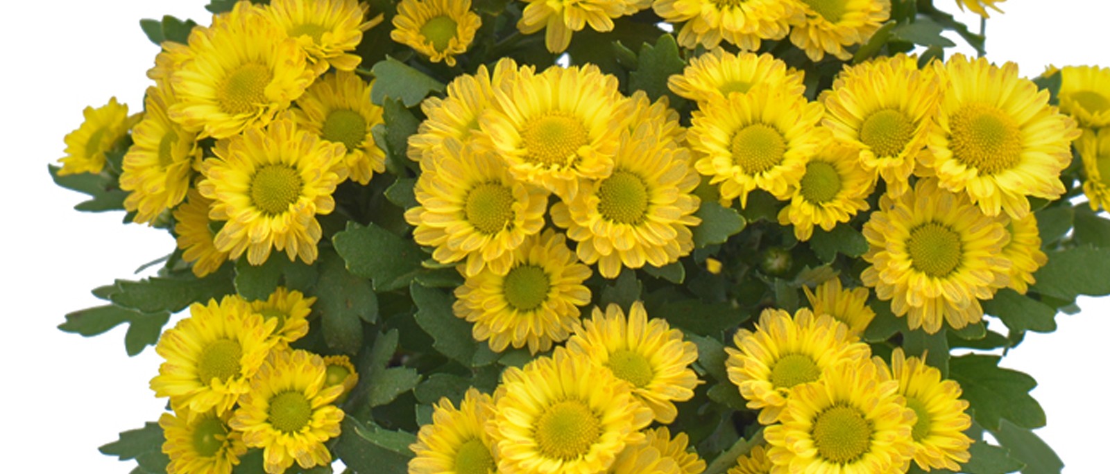 Chrysanthemum Small pot