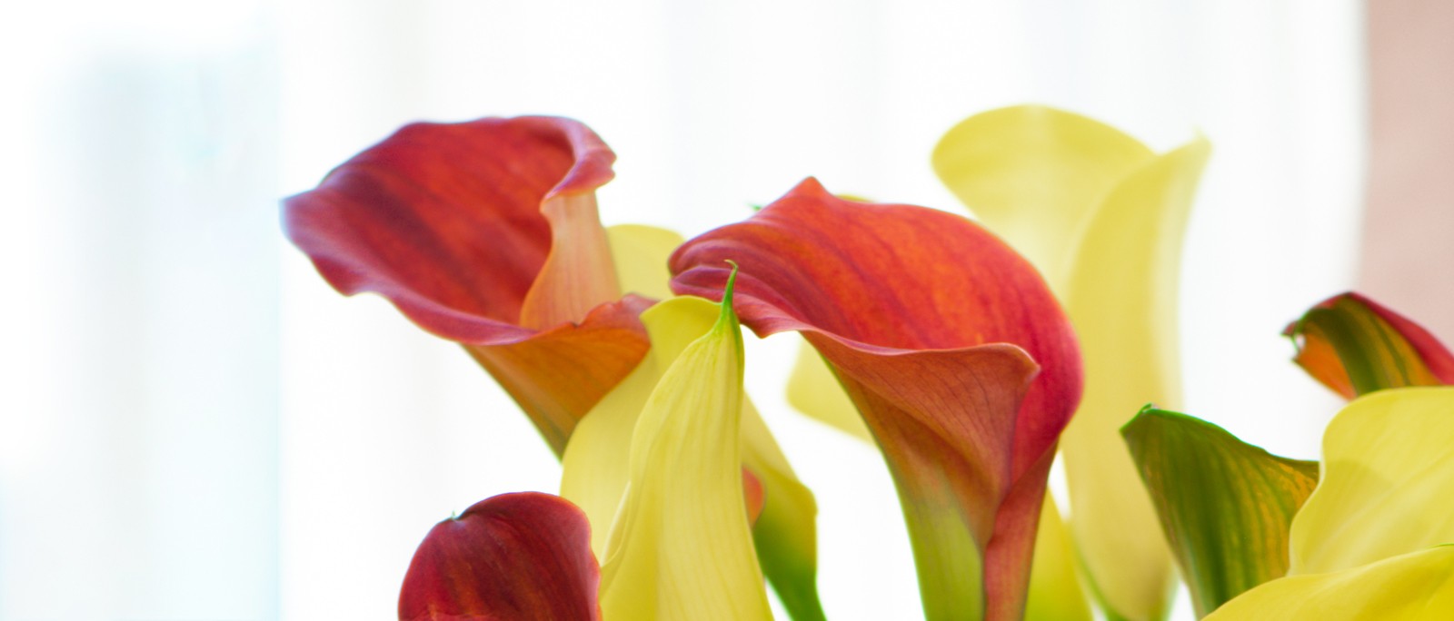 Calla Lily