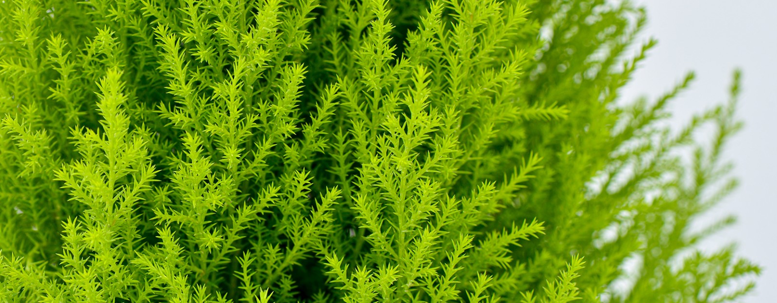 Goldcrest Cypress